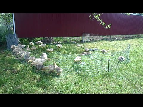 Видео: Как пасти гусят, чтобы не разбежались