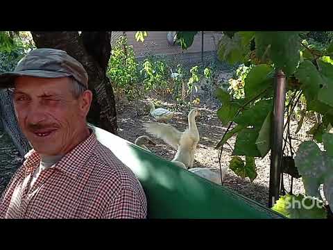 Видео: ЯК ГРИБИ ПІСЛЯ ДОЩУ🪏 ЛОПАТОЮ ВЕСЬ ОГОРОД 