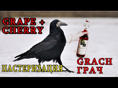 Видео: ПАСТЕРИЗАЦИЯ ГРАЧА ч 2