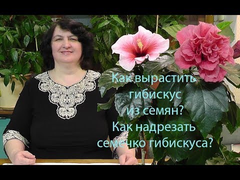 Видео: Как вырастить Гибискус из семян? Как надрезать семечко Гибискуса? фильм Ольги Пряниковой