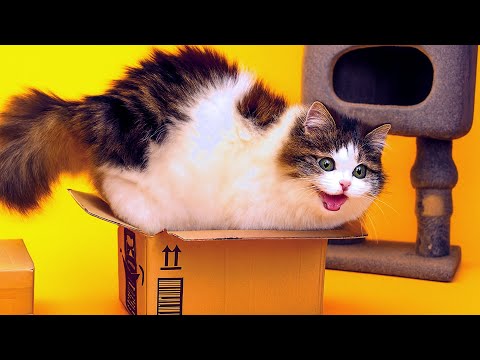 Видео: Чистая радость в каждом прыжке! Видео с котами такое милое, что невозможно оторваться! Новое виде...