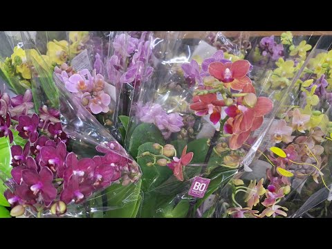 Видео: ЛЕРУА: Орхидеи Мультифлоры Мини Стандарты в Свежей поставке! Лемана Про 23.08.25.