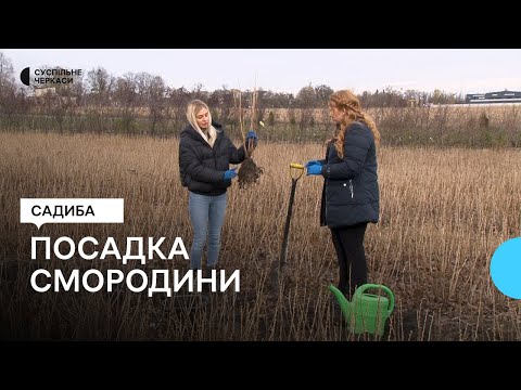 Видео: Осіння посадка і обрізка смородини