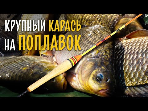 Видео: КРУПНЫЙ КАРАСЬ НА ПОПЛАВОК. Ловля с лодки в кувшинках с каналом @rybatskiye_budni