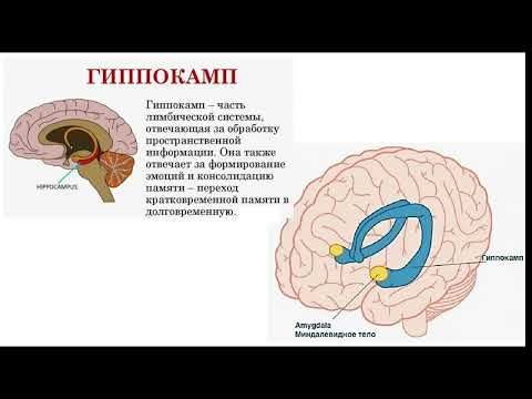 Видео: Виды памяти