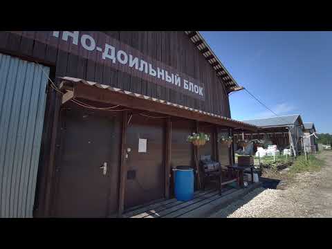 Видео: Еще раз про доильный зал и ловушку для мух
