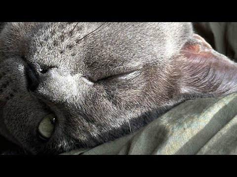 Видео: Новый знакомый 💕 Перспективы…#мужчинанапороге #любовь #пролюбовь #таро #tarot #tarotonline #love