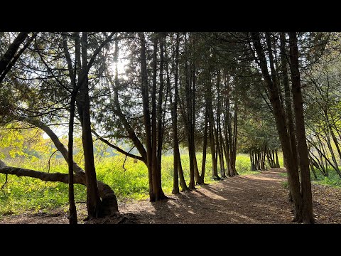 Видео: Sorry No sound( Измайловский Парк, осенний лес, природа 2025 год National nature park Moscow walking