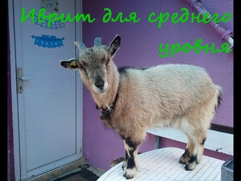 Видео: 882. Глагол "дать" в настоящем и прошедшем времени, учебный диалог. Учим биньяны иврита. ПААЛЬ