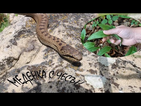 Видео: МЕДЕНА ЗМИЯ С ЧЕСЪН Smooth snake Coronella austriaca #herping #animals #reptiles #herpetology#snake