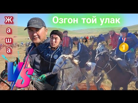 Видео: Озгондо тойдун улагы