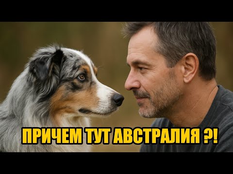 Видео: АВСТРАЛИЙСКАЯ ОВЧАРКА. Аусси