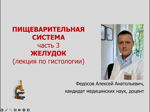 Видео: ПИЩЕВАРИТЕЛЬНАЯ СИСТЕМА 3. ЖЕЛУДОК (лекция по гистологии)