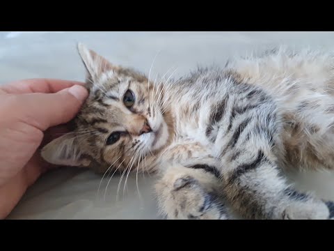 Видео: Провідали Білого (Бантика). Були в котоквартирі🐈🐈‍⬛