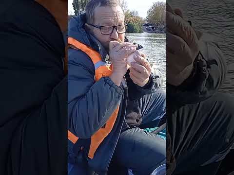 Видео: 23.10.25. Дон. Рыбчик осенний.
