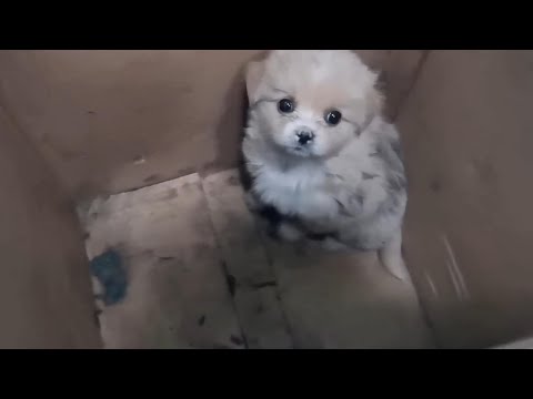 Видео: Я слышала, что этот брошенный щенок был самым грязным, и никому он не был нужен.