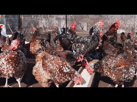 Видео: Ливенская ситцевая,любителям данной птицы мой ответ по окрасам и вес кур