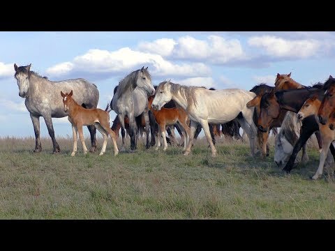 Видео: Табун с жеребятами. Май.