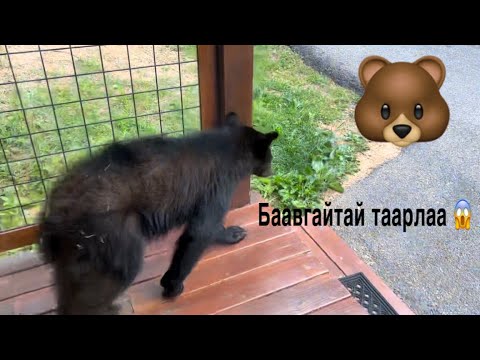 Видео: Vlog #17 Баавгай 😱😱/ Buynaa’s Birthday🍰/Home Tour🏡/Part 2/ The Mongolian Twins