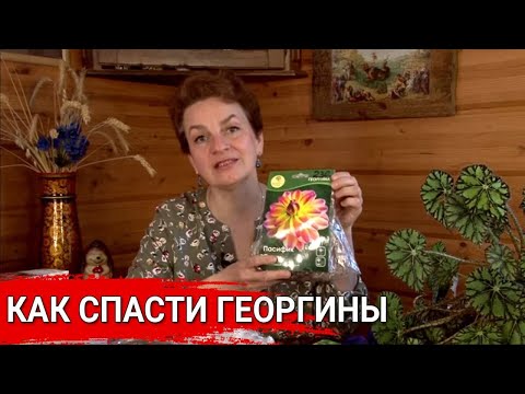 Видео: Как спасти георгины