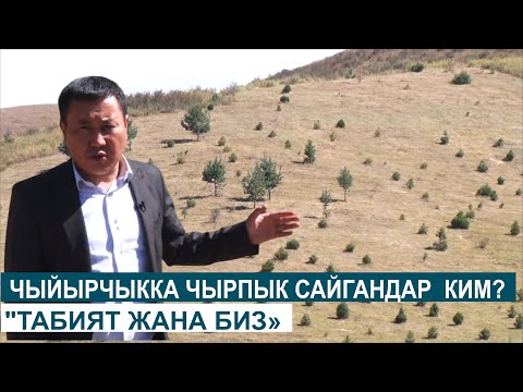 Видео: ЧЫЙЫРЧЫККА ЧЫРПЫК САЙГАНДАР  КИМ? "ТАБИЯТ ЖАНА БИЗ»