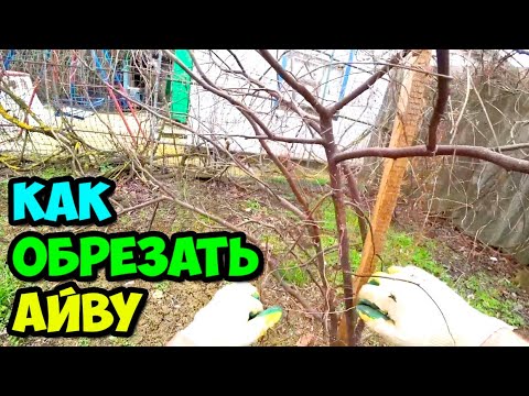 Видео: Как обрезать айву двухлетку весной 2022 || Переделываем формировку кроны из куста в один ствол