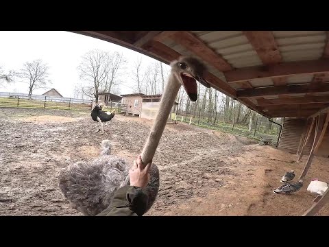 Видео: Страусы взаперти ! Работаю в загоне! ХУТОР В ЛЕСУ №885