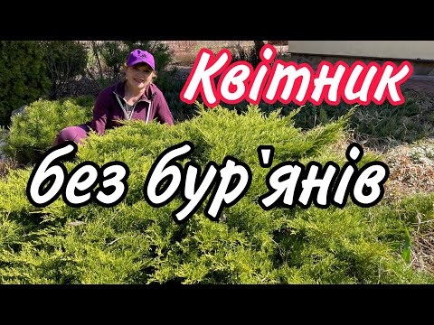 Видео: Квітник без БУР'ЯНІВ.Саджаю ці РОСЛИНИ.Сад.Дача.Грунтопокривні рослини.