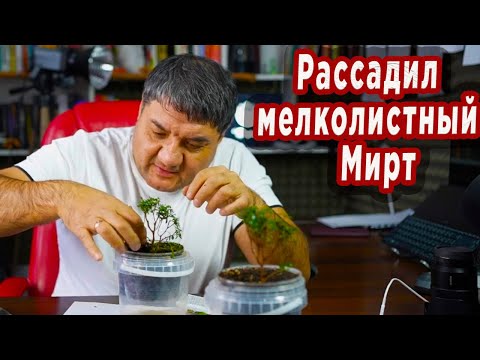 Видео: Рассадил Мелколистный Мирт. Бонсай из Мирта.