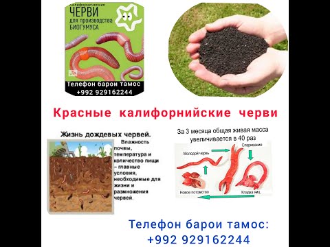 Видео: Видео #1 Тиҷорати Биогумус дар Тоҷикистон. Красние калифорнийские черви.