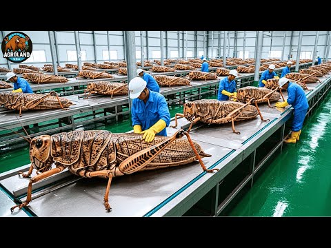Видео: Как выращивают и перерабатывают миллионы саранчовых — взгляд изнутри на гигантскую индустрию выра...