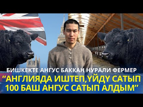 Видео: 80 баш Ангусту жалгыз багып,андан сырткары базарда эмгектенген-Нурали фермер