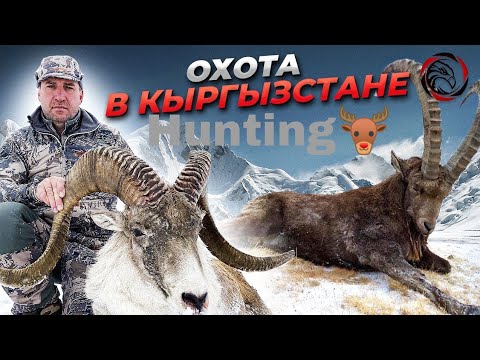 Видео: Трофейная_охота_в_Кыргызстане._Аргали_Хьюма