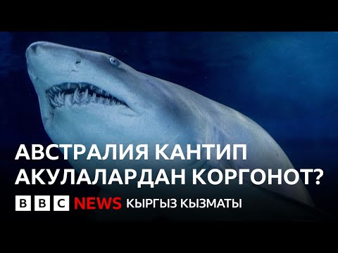 Видео: Австралиянын эң коркунучтуу жырткычынан адамдар кантип сактанууда? - BBC Kyrgyz