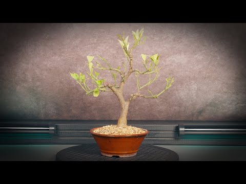 Видео: Обрезка бонсай мандарина (дерево 9 - часть 2)