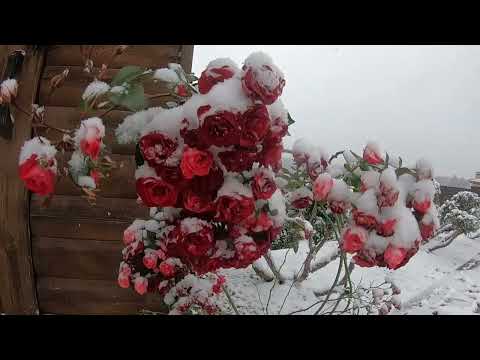Видео: Зима пришла) НЕ БОЙТЕСЬ ПРИКОПА.