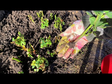 Видео: Самое лёгкое успешное осеннее черенкование роз.