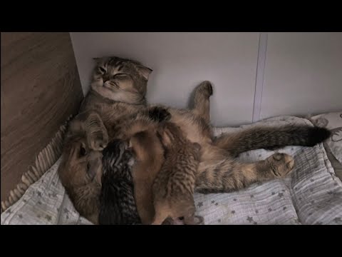 Видео: Котятам Шанель 5 дней 😊 у нас гость 😊