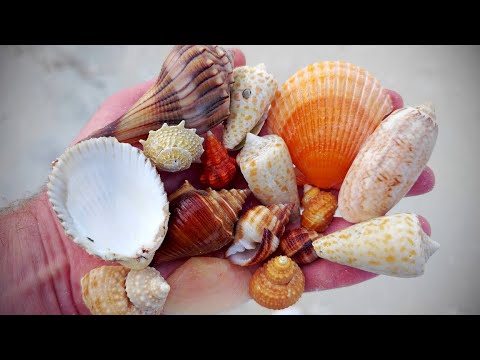 Видео: Остров Медового месяца, Флорида — каково это — жить здесь!