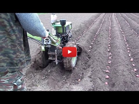 Видео: Посадка картофеля мотоблоком 2016