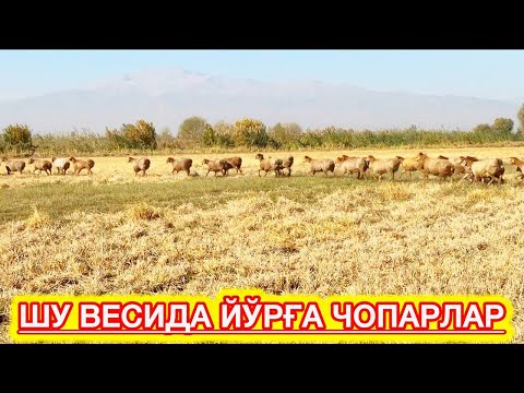 Видео: УЧАР ҚОРА БЕТЛАР МАНА ҚАНДАЙ БЎЛАДИ