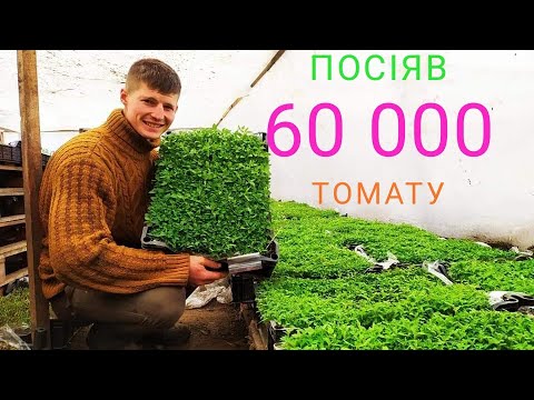 Видео: #2 Посіяли 60 000  томатів на розсаду  універсальним способом