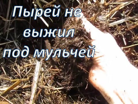 Видео: Пырей на целинной грядке не выжил