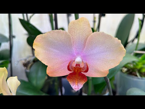 Видео: Пересадка орхидей ! Королевы коллекции