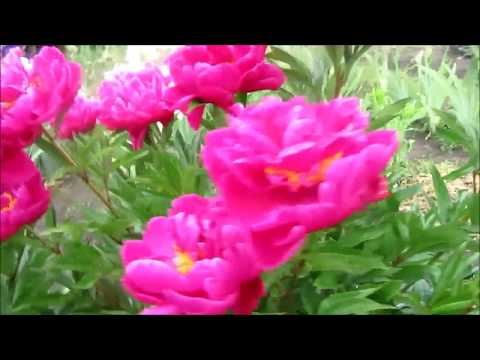 Видео: Способы размножения пионов травянистых.