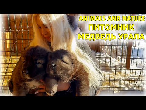 Видео: Продажа Щенков / Кавказские овчарки / Родители Руты и Гризли