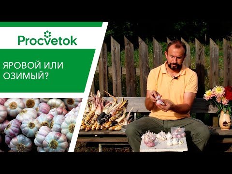 Видео: Какой ЧЕСНОК выбрать для посадки на зиму? Яровой чеснок, озимый чеснок, обзор сортов.