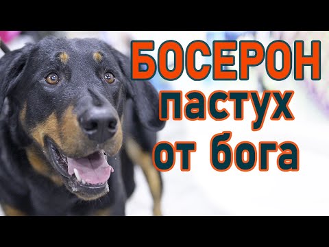 Видео: Босерон - французская овчарка