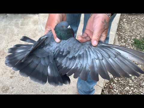Видео: Николаевские голуби. +7 (978) 785-11-06