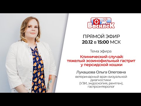 Видео: Тяжелый эозинофильный гастрит у персидской кошки: разбор клинического случая в прямом эфире.